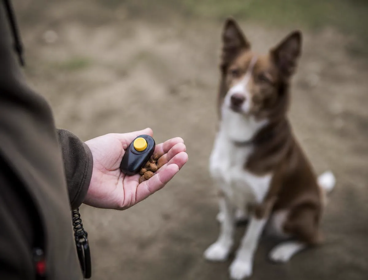 A trainer rewarding a dog with a treat during a calm session