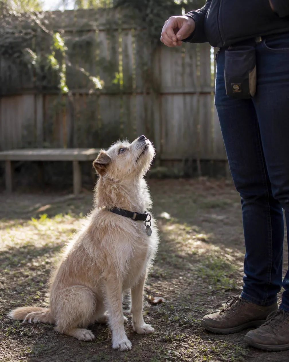 An owner practicing recall with a dog in an open field