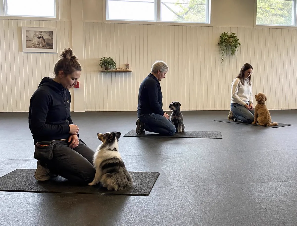 A small dog training group class with owners and dogs on mats